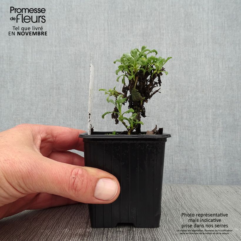 Amostra de Tanacetum haradjanii Vaso de 7/8 cm tal como entregue no outono
