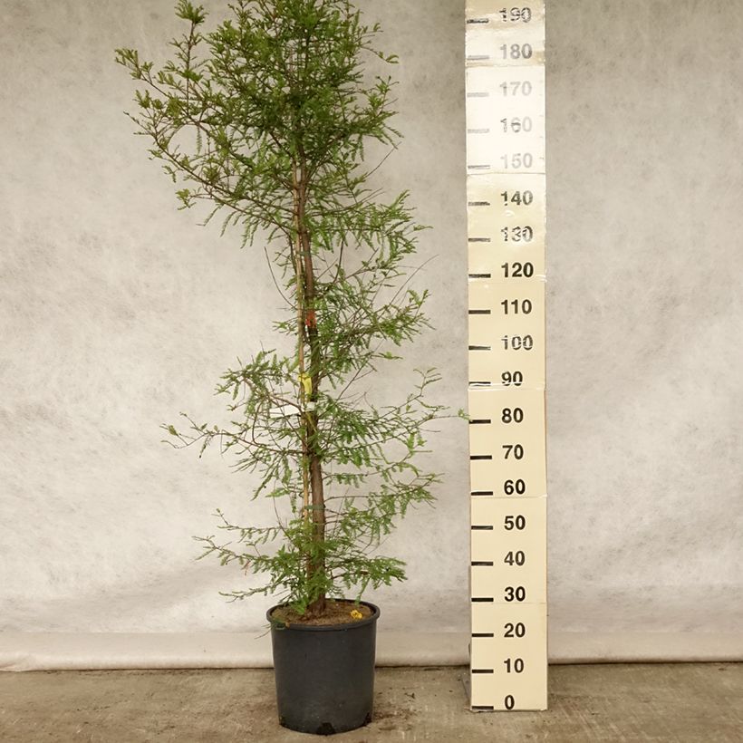 Amostra de Taxodium distichum Vaso de 7,5 L/10 L tal como entregue no verão