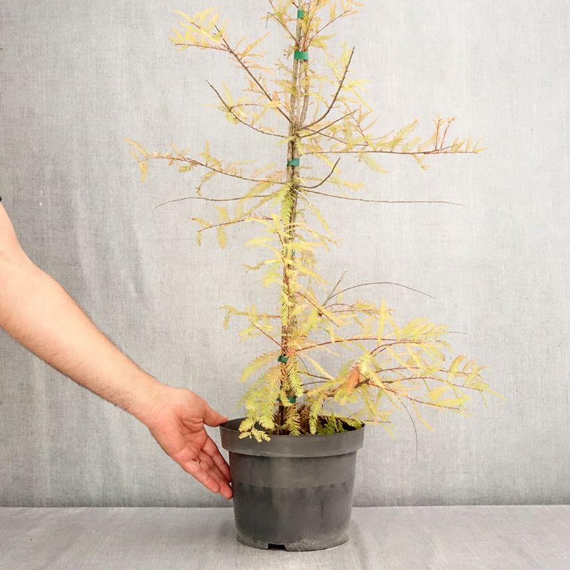 Amostra de Taxodium distichum Vaso de 3 L/4 L tal como entregue no outono
