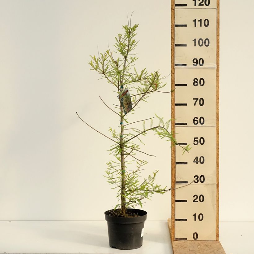 Amostra de Taxodium distichum Vaso de 3 L/4 L tal como entregue no verão