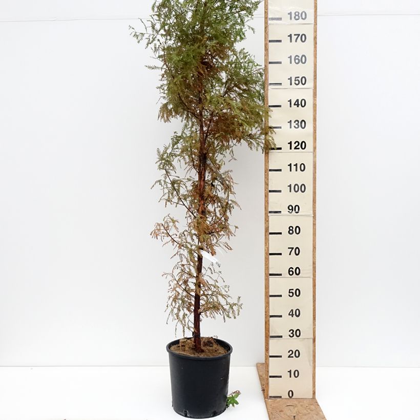 Amostra de Taxodium distichum Vaso de 7,5 L/10 L tal como entregue no outono