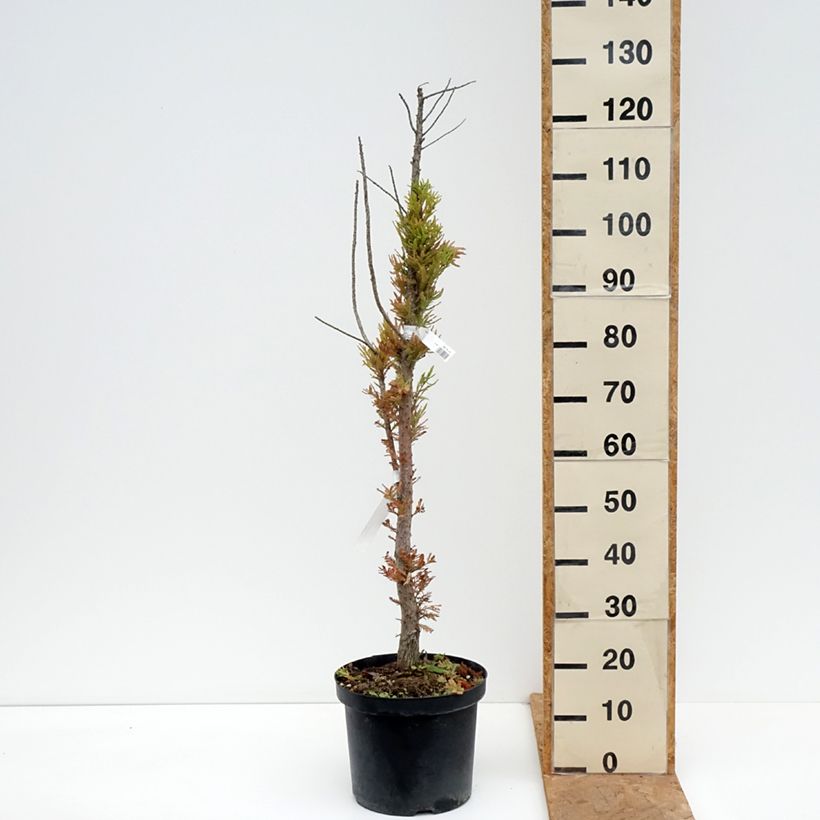 Amostra de Taxodium distichum Pevé Minaret Vaso de 6 L/7 L tal como entregue no outono