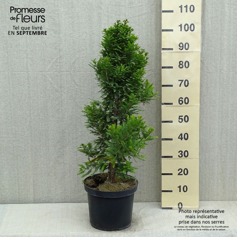 Amostra de Taxodium distichum Pevé Minaret Vaso de 6 L/7 L tal como entregue no verão