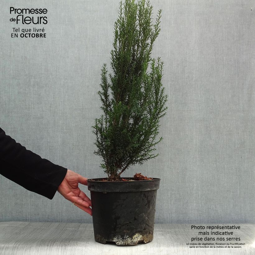 Amostra de Taxus baccata - Teixo Vaso de 4 L/5 L tal como entregue no outono