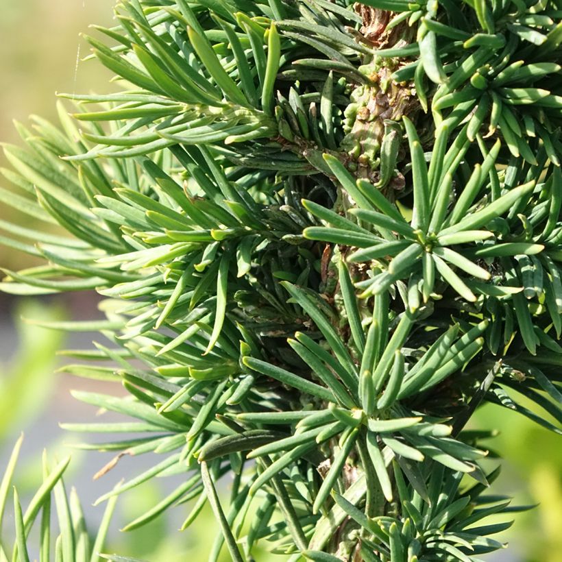 Taxus baccata Cristata (Folhagem)