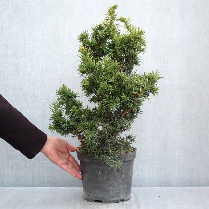 Amostra de Taxus baccata Cristata Vaso de 4 L/5 L tal como entregue no outono