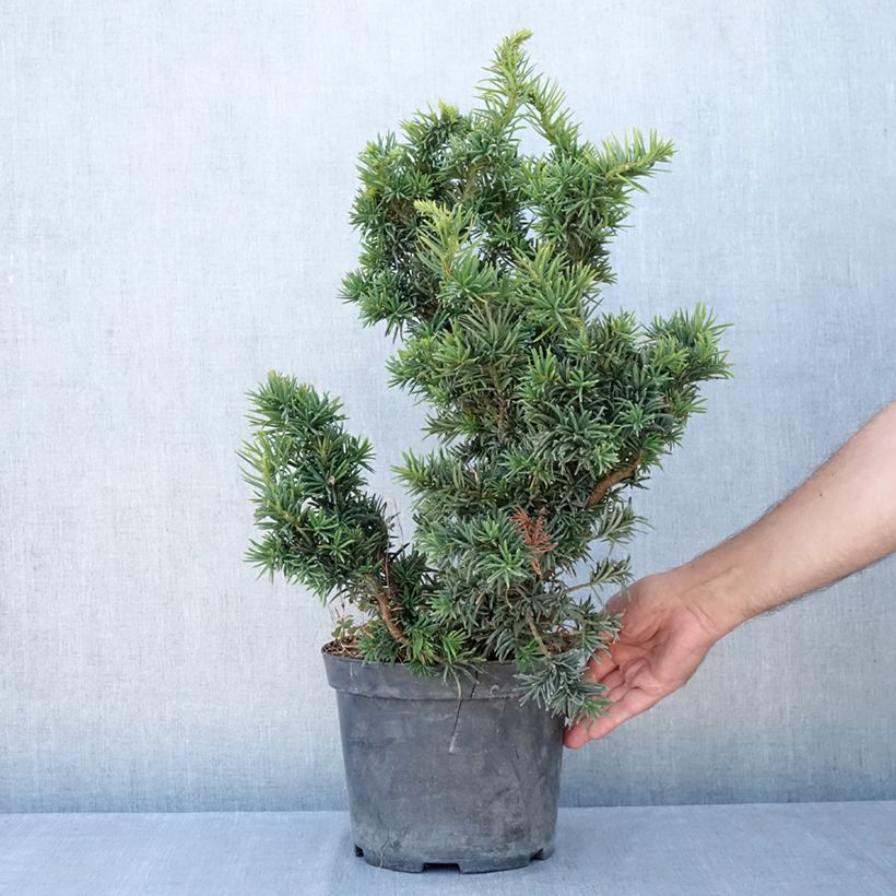 Amostra de Taxus baccata Cristata Vaso de 4 L/5 L tal como entregue no verão