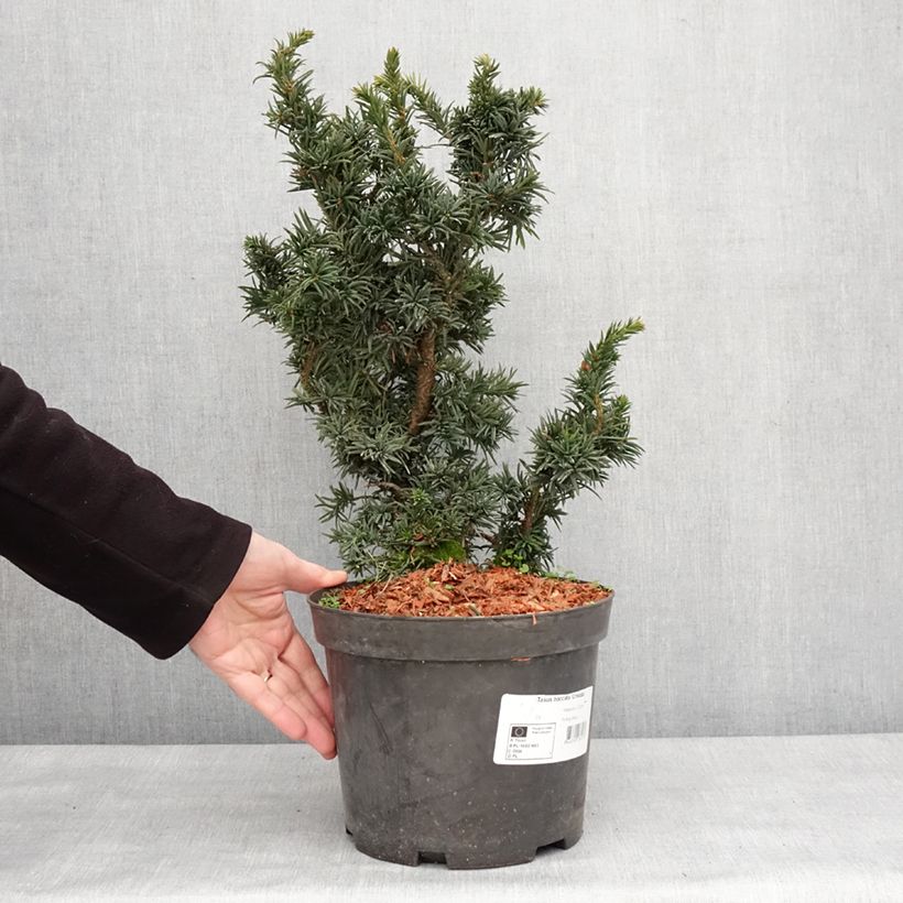 Amostra de Taxus baccata Cristata - If commun nain Vaso de 4 L/5 L tal como entregue no inverno