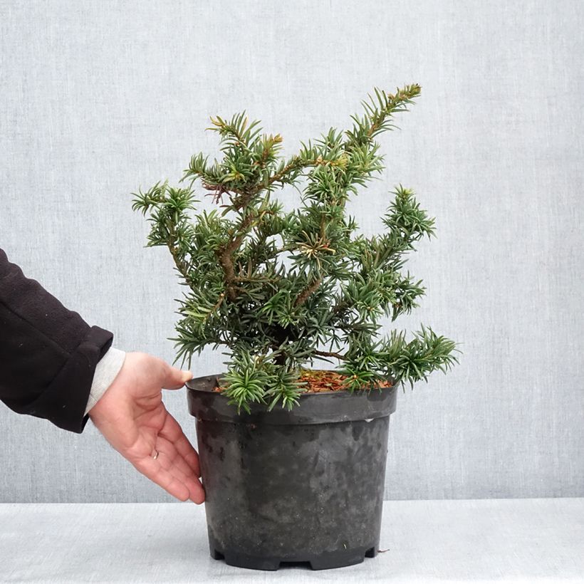 Amostra de Taxus baccata Cristata Vaso de 4 L/5 L tal como entregue na primavera