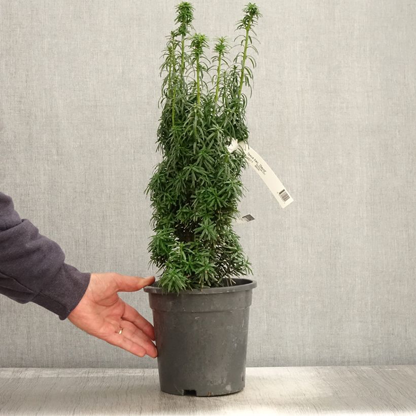 Amostra de Taxus baccata David Vaso de 2 L/3 L tal como entregue no outono