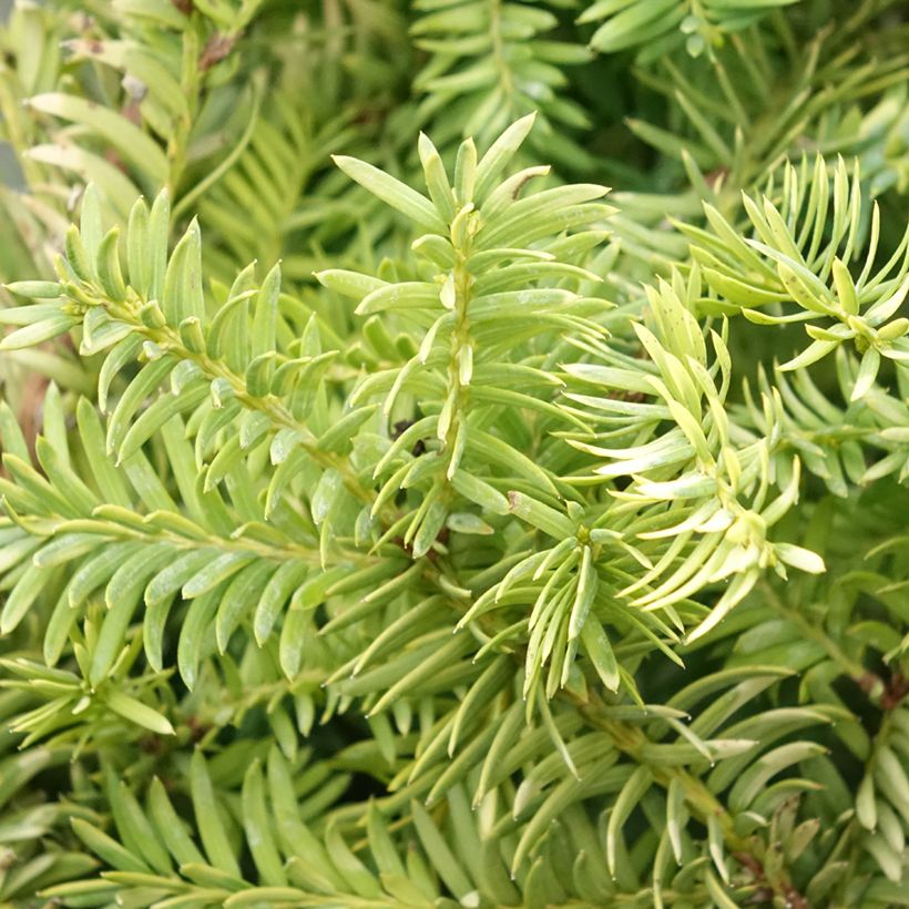 Taxus baccata Elegantissima (Folhagem)