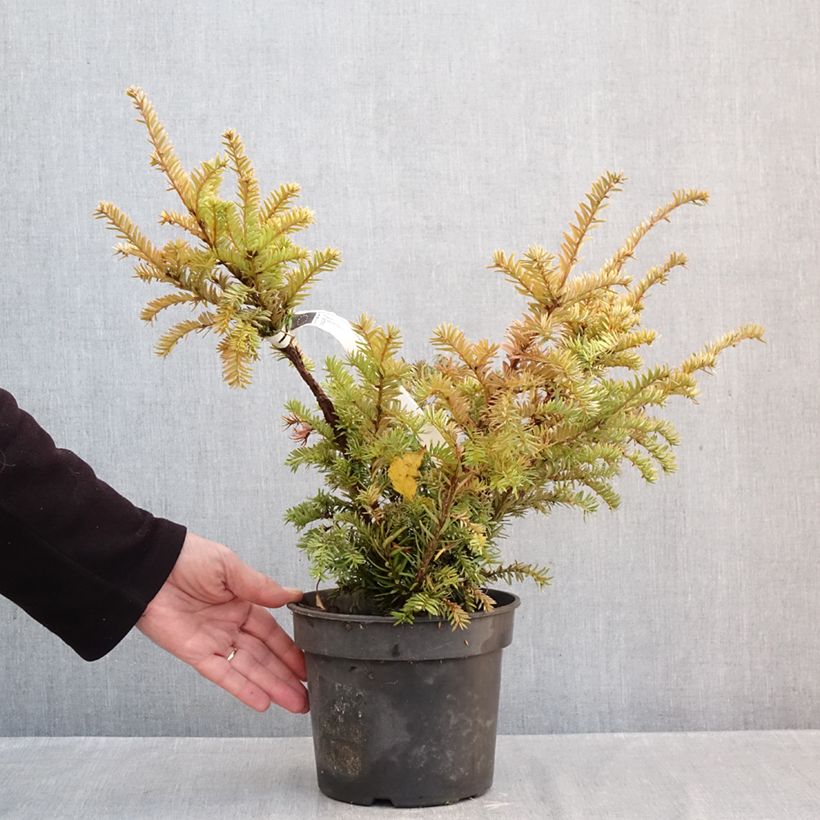 Amostra de Taxus baccata Elegantissima Vaso de 3 L/4 L tal como entregue no outono