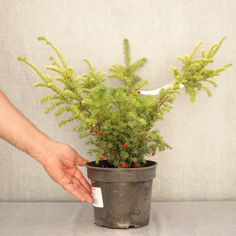 Amostra de Taxus baccata Elegantissima Vaso de 3 L/4 L tal como entregue no verão