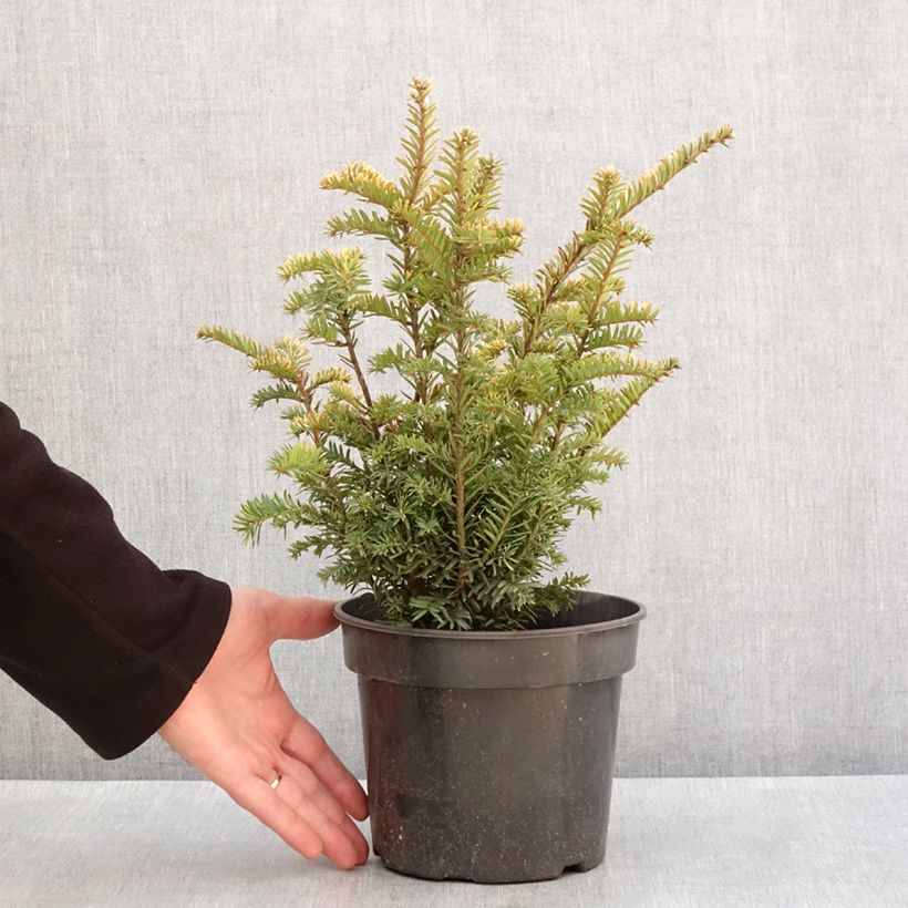Amostra de Taxus baccata Elegantissima - If commun Vaso de 3 L/4 L tal como entregue no inverno