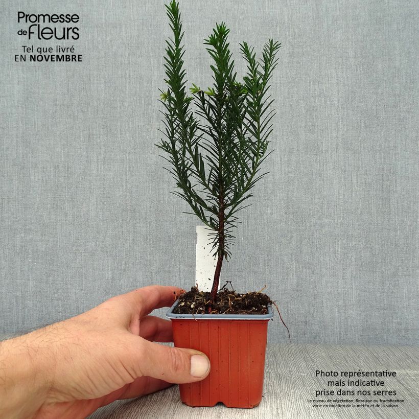 Amostra de Taxus baccata - Teixo Vaso de 8/9 cm tal como entregue no outono