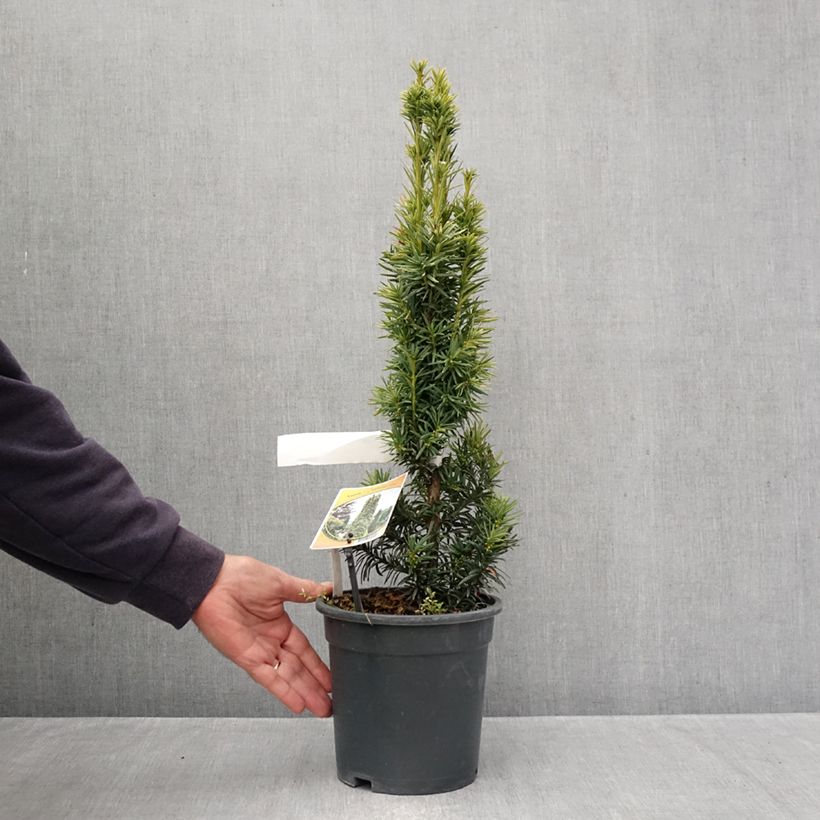 Amostra de Taxus baccata Fastigiata Aurea Vaso de 2 L/3 L tal como entregue no outono