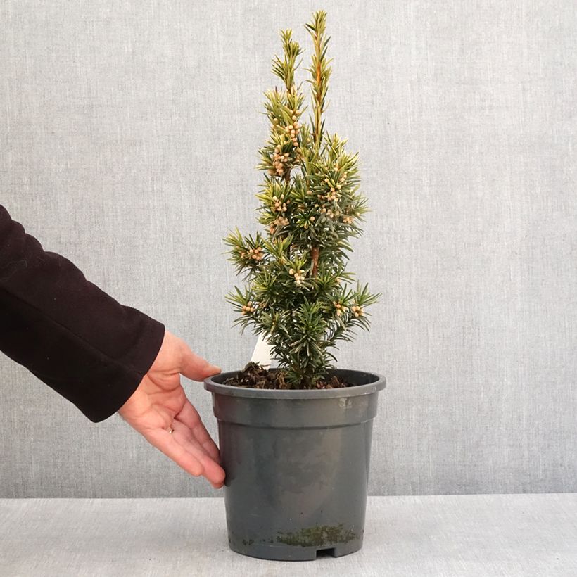 Amostra de Taxus baccata Fastigiata Aurea - If commun doré Vaso de 2 L/3 L tal como entregue no inverno