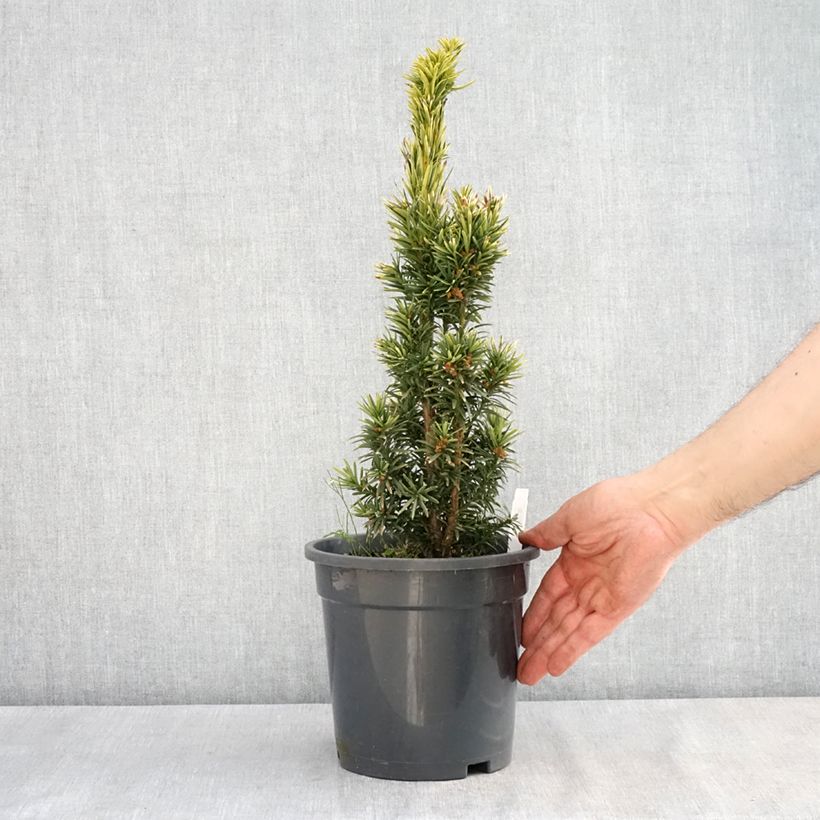 Amostra de Taxus baccata Fastigiata Aurea Vaso de 2 L/3 L tal como entregue na primavera