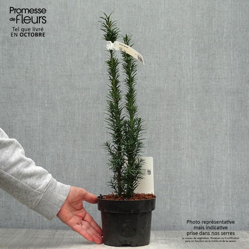 Amostra de Taxus baccata Fastigiata Robusta Vaso de 2 L/3 L tal como entregue no outono