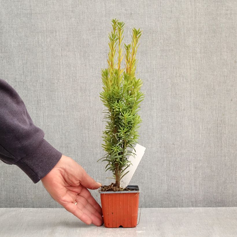 Amostra de Taxus baccata Fastigiata Robusta Vaso de 8/9 cm tal como entregue no outono