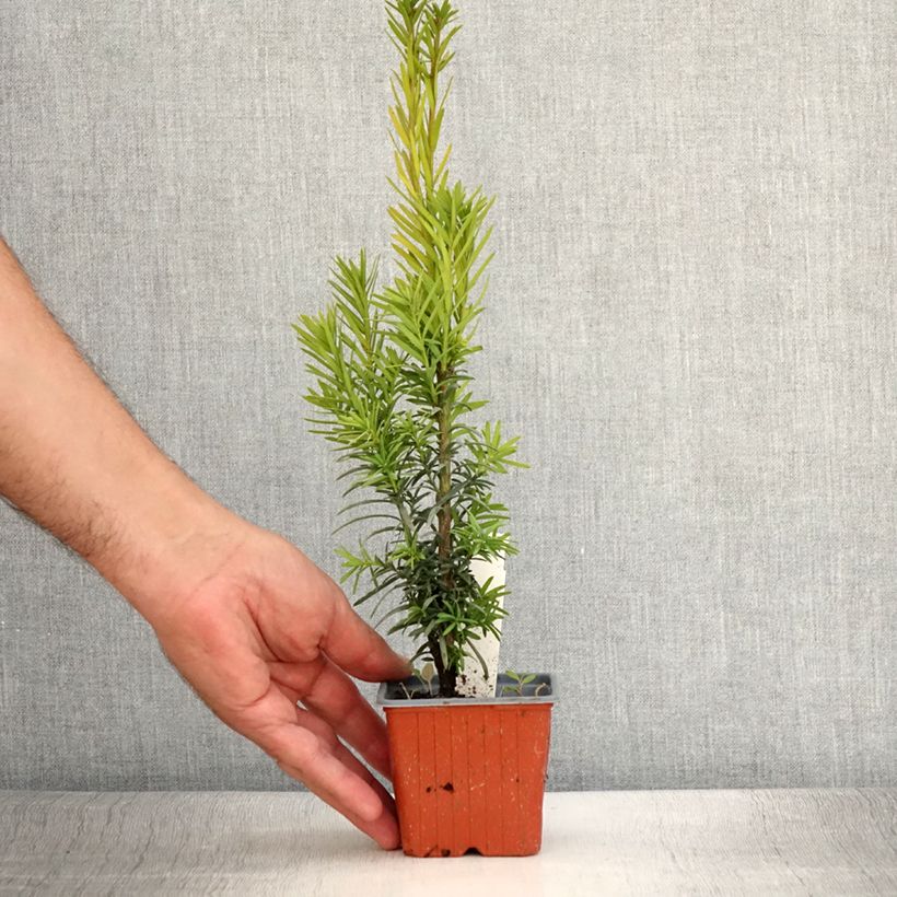 Amostra de Taxus baccata Fastigiata Robusta Vaso de 8/9 cm tal como entregue no verão