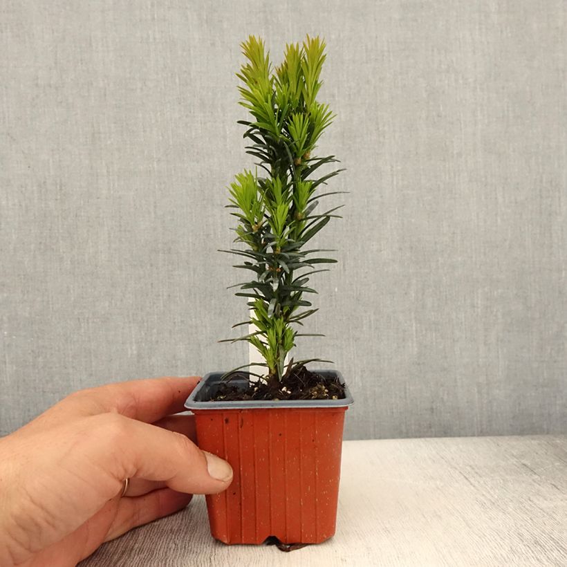 Amostra de Taxus baccata Fastigiata Robusta Vaso de 8/9 cm tal como entregue na primavera