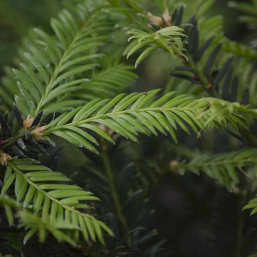 Taxus baccata - Teixo (Folhagem)