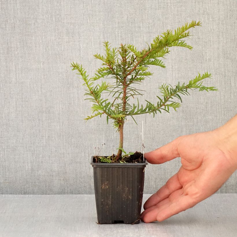 Amostra de Taxus baccata - Teixo Vaso de 8/9 cm tal como entregue no verão