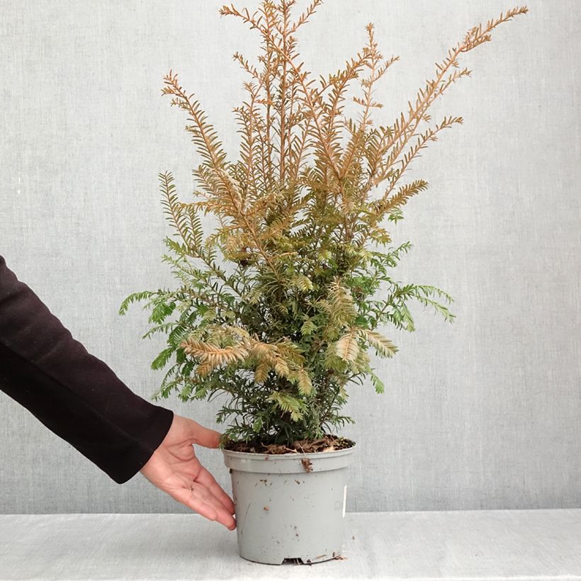 Amostra de Taxus baccata - Teixo Vaso de 2 L/3 L tal como entregue no outono