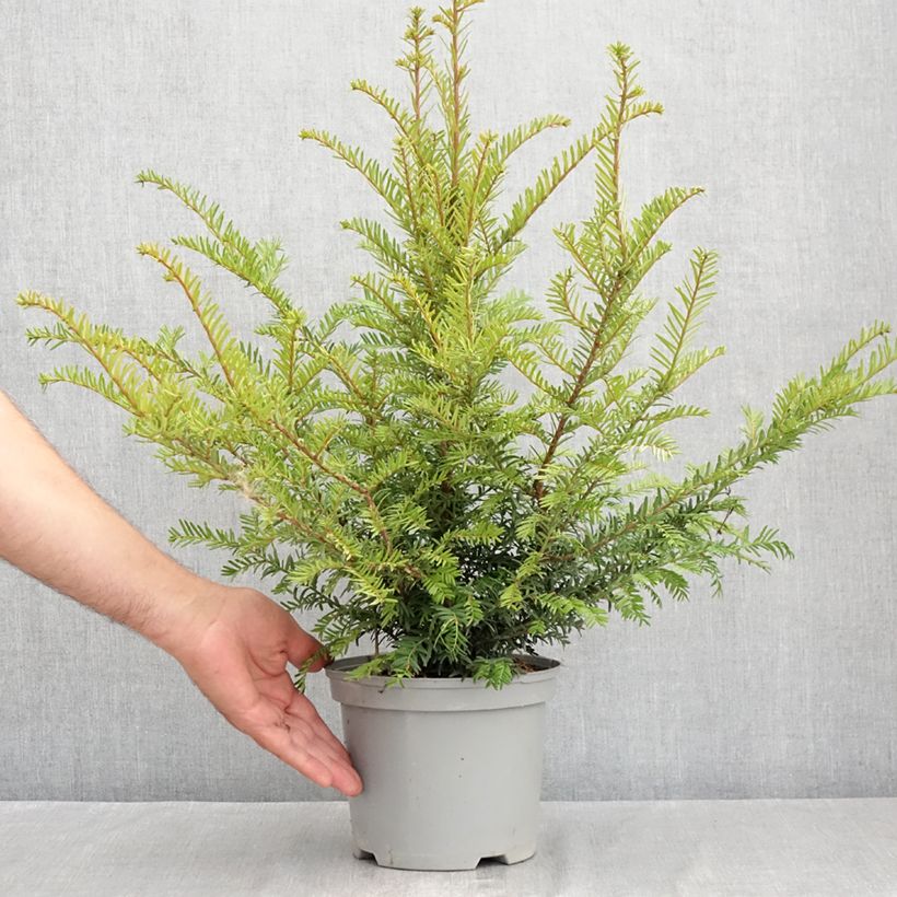 Amostra de Taxus baccata - Teixo Vaso de 2 L/3 L tal como entregue no verão