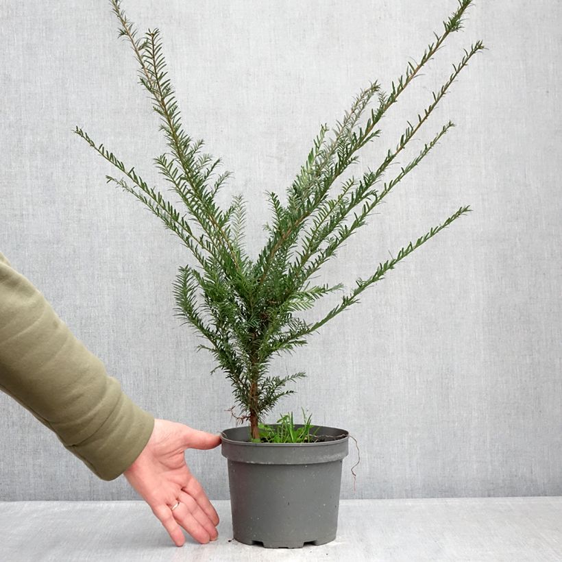 Amostra de Taxus baccata - Teixo Vaso de 2 L/3 L tal como entregue no inverno
