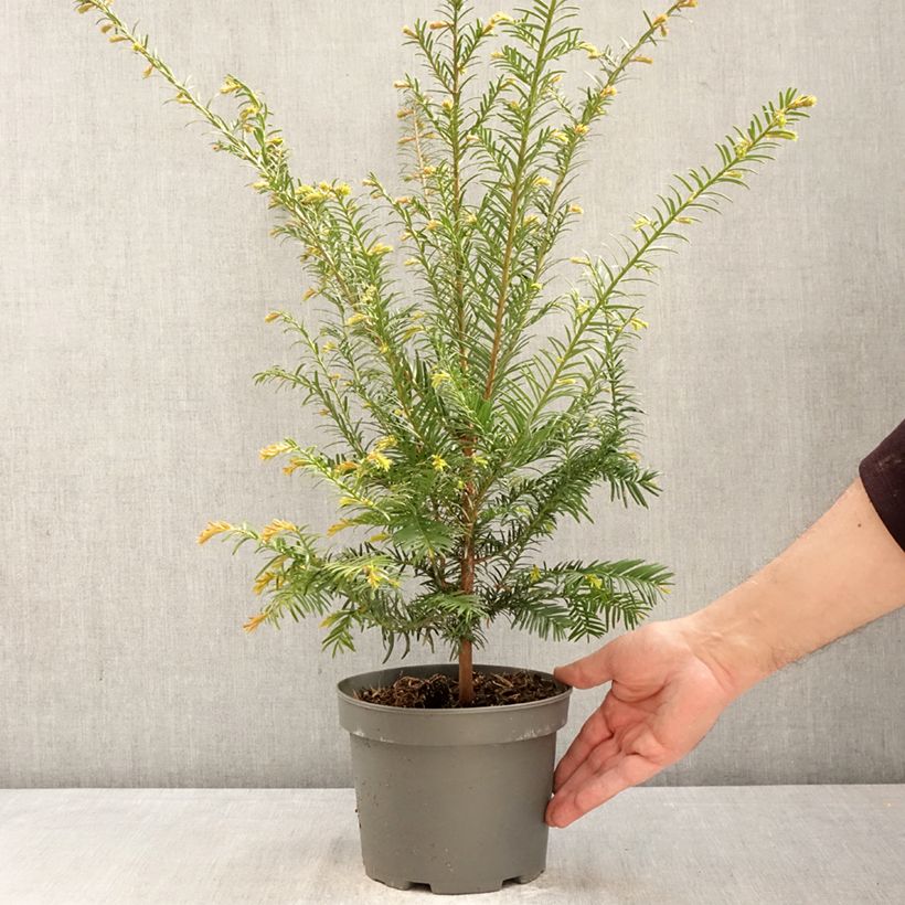 Amostra de Taxus baccata - Teixo Vaso de 2 L/3 L tal como entregue na primavera