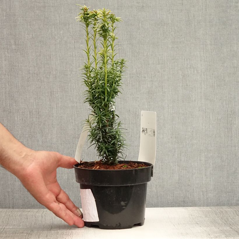 Amostra de Taxus baccata Ivory Tower Vaso de 2 L/3 L tal como entregue no verão