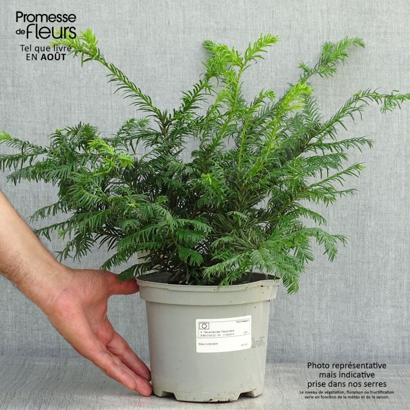 Amostra de Taxus baccata Repandens Vaso de 2 L/3 L tal como entregue no verão