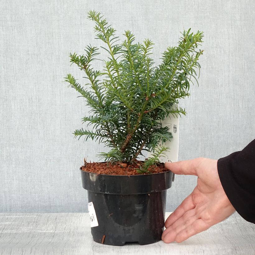 Amostra de Taxus baccata Summergold - If commun doré Pot de 2L/3L tal como entregue no outono