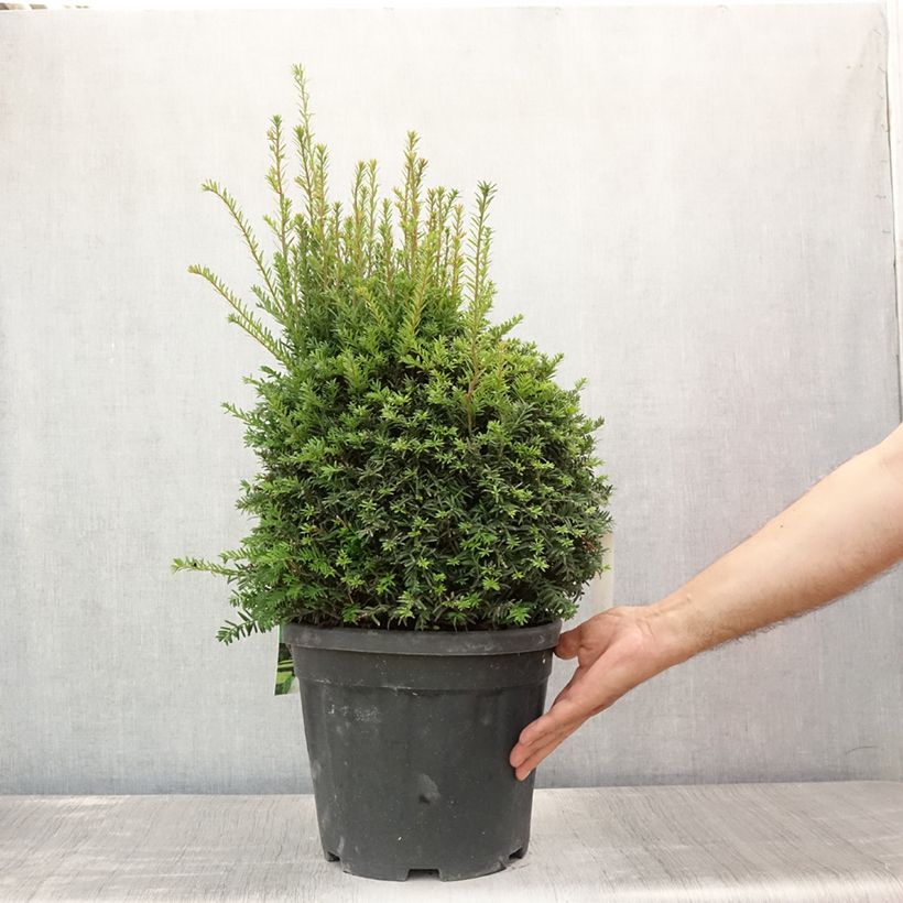 Amostra de Taxus baccata em bola Vaso de 7,5 L/10 L, Bola tal como entregue no verão