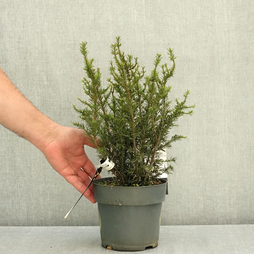 Amostra de Taxus baccata Tiny T Vaso de 2 L/3 L tal como entregue no verão