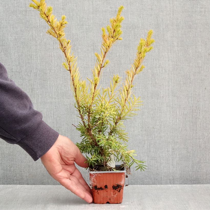 Amostra de Taxus media Densiformis Vaso de 8/9 cm tal como entregue no outono