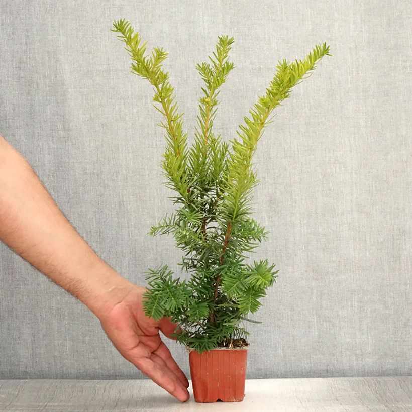 Amostra de Taxus media Densiformis Vaso de 8/9 cm tal como entregue no verão