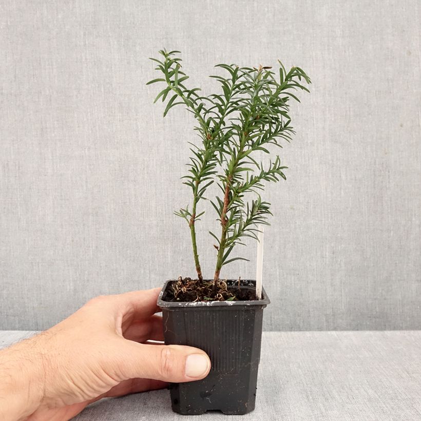 Amostra de Taxus media Hillii Vaso de 8/9 cm tal como entregue no outono