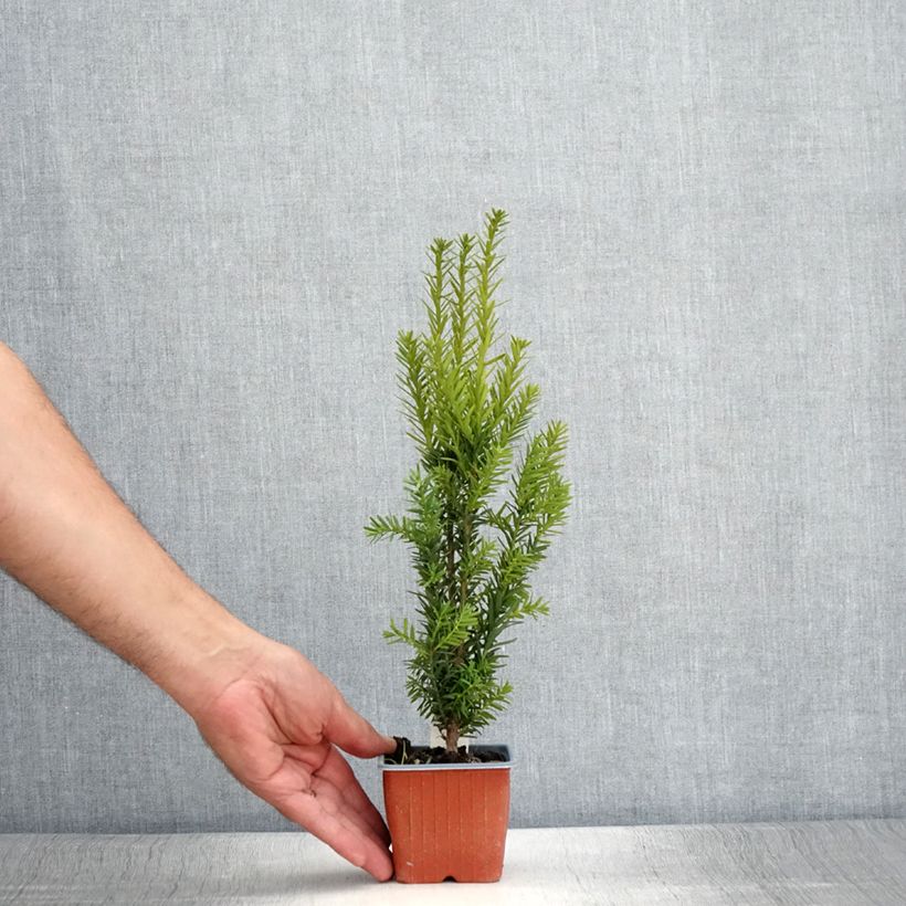 Amostra de Taxus media Hillii Vaso de 8/9 cm tal como entregue no verão