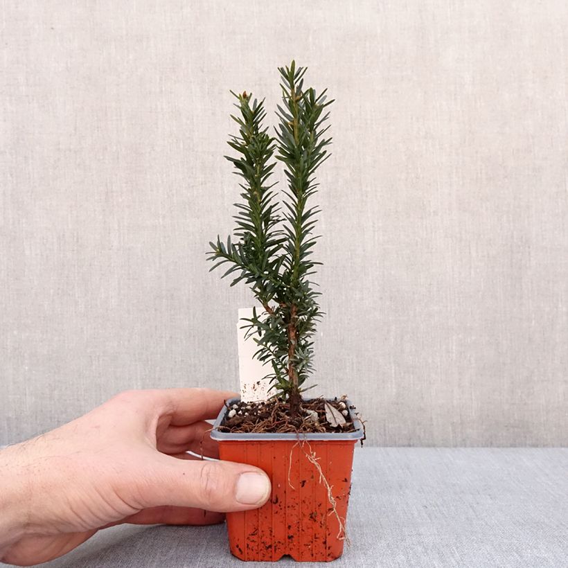 Amostra de Taxus media Hillii - If hybride Vaso de 8/9 cm tal como entregue no inverno