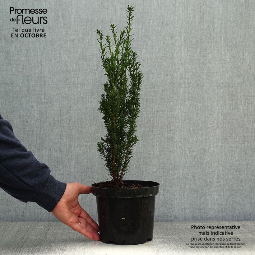 Amostra de Taxus media Hillii Vaso de 2 L/3 L tal como entregue no outono