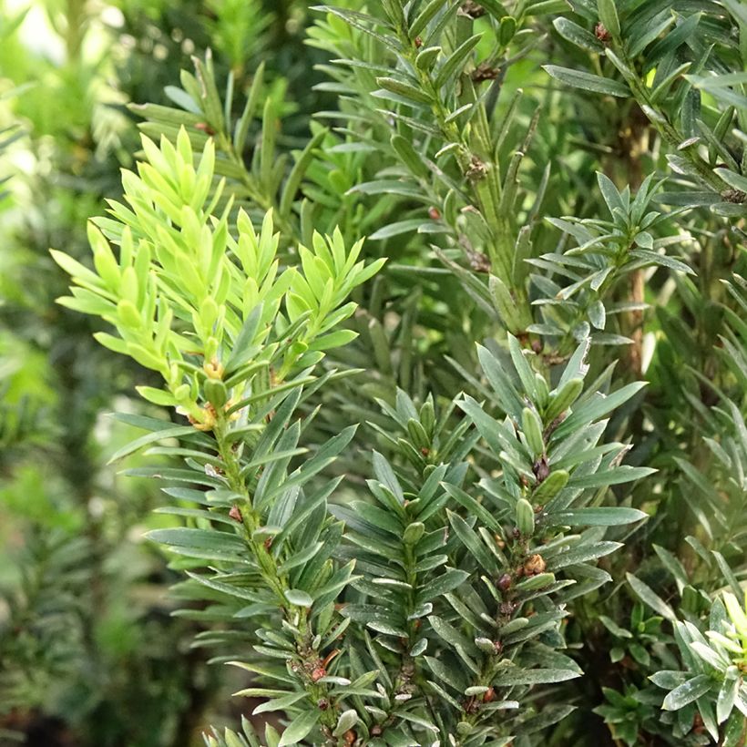 Taxus media Hillii (Folhagem)