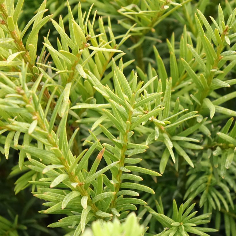 Taxus media Groenland (Folhagem)