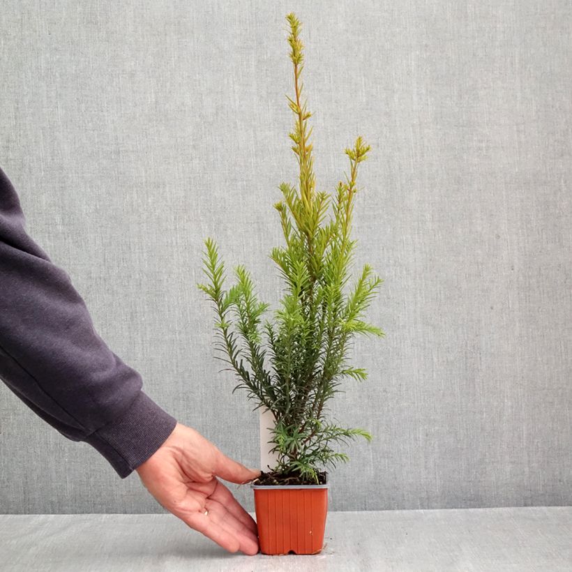 Amostra de Taxus media Groenland Vaso de 8/9 cm tal como entregue no outono