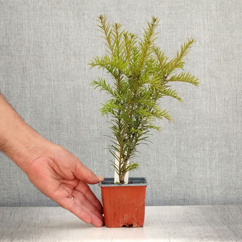 Amostra de Taxus media Groenland Vaso de 8/9 cm tal como entregue no verão