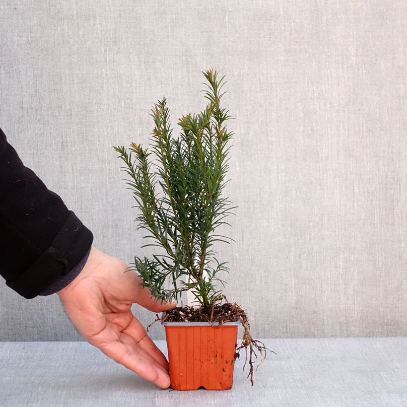 Amostra de Taxus x media Groenland - If hybride Vaso de 8/9 cm tal como entregue no inverno