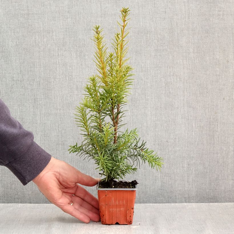 Amostra de Taxus media Hicksii Vaso de 8/9 cm tal como entregue no outono