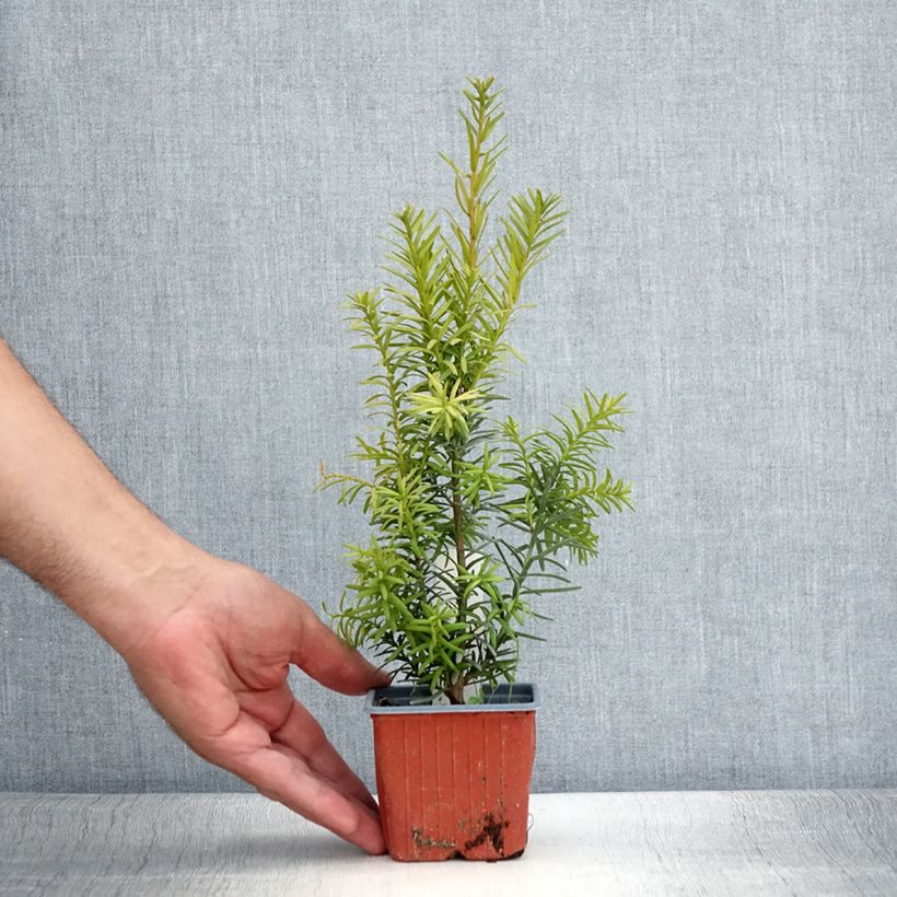 Amostra de Taxus media Hicksii Vaso de 8/9 cm tal como entregue no verão